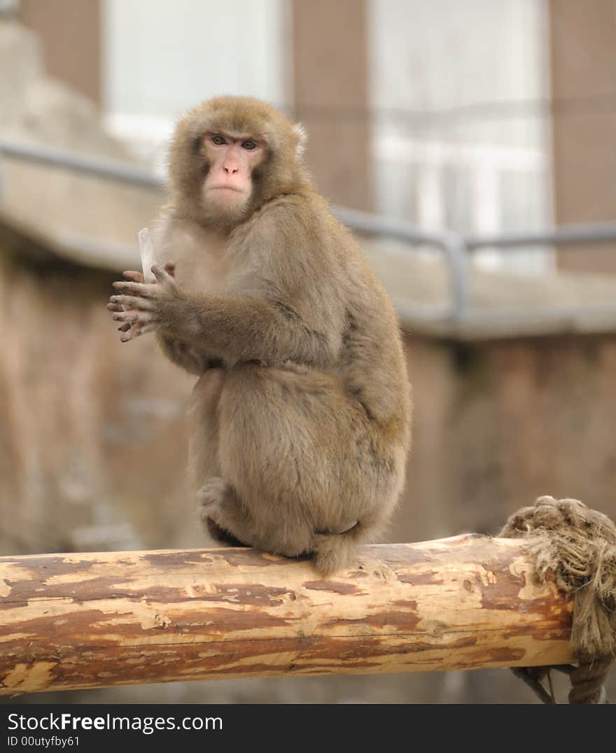 Japanese macaque