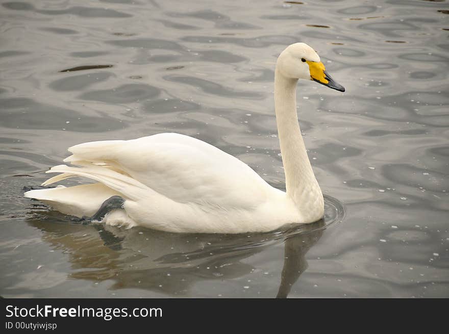 Swan in the moscow zoo