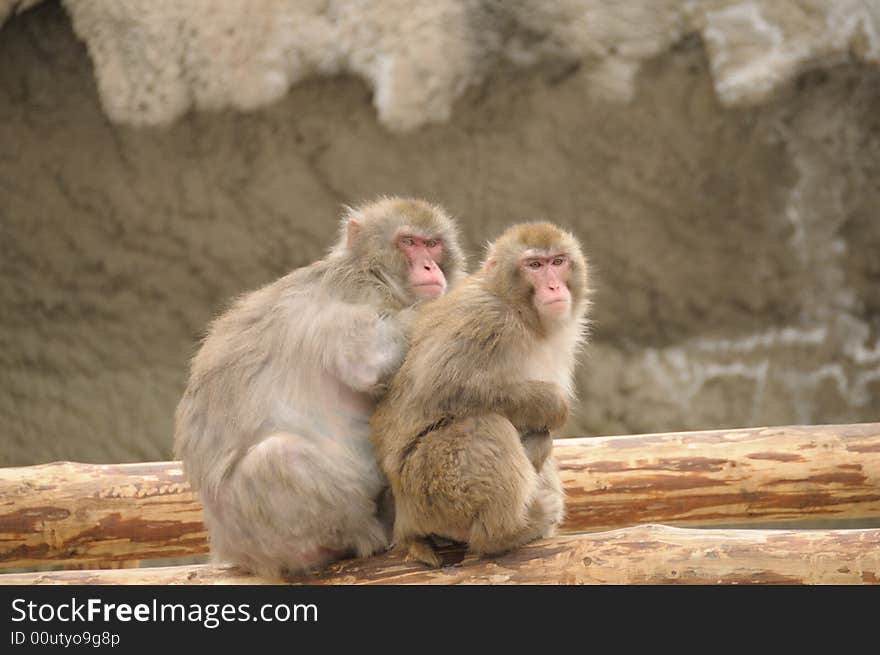 Japanese macaque in  the moscow zoo