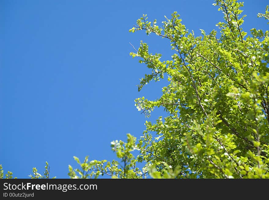 Saw a good opportunity for a bright green tree and a flawless blue sky. Saw a good opportunity for a bright green tree and a flawless blue sky.