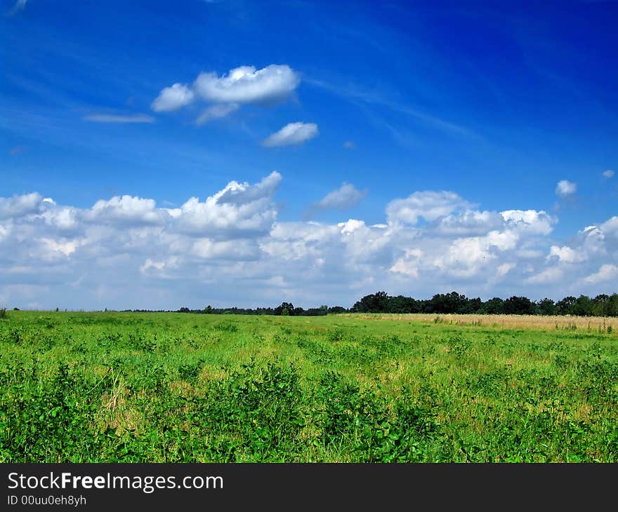 Green grass on the bright blue sky. Green grass on the bright blue sky.