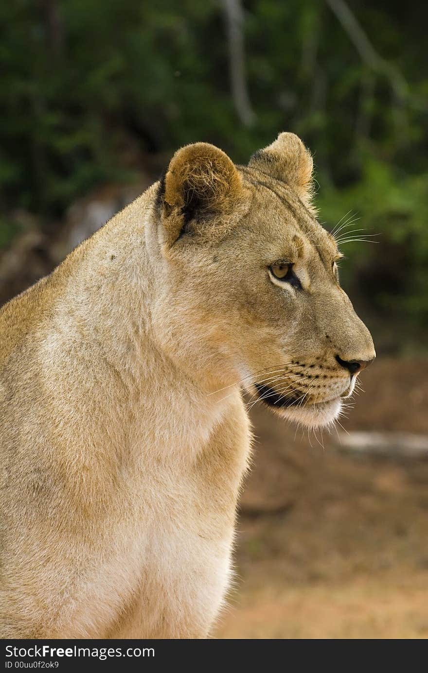 A young Lioness contemplates the day ahead. A young Lioness contemplates the day ahead