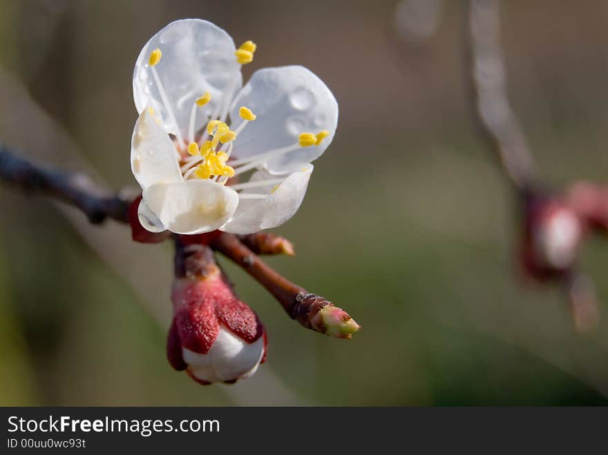 Peach Flower