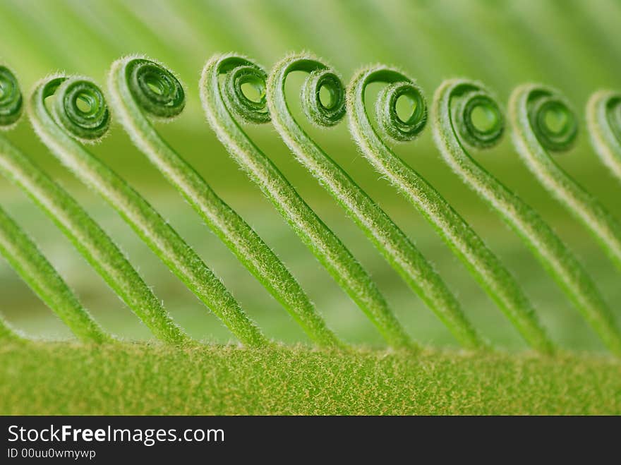 Rolling new verdure leaves of the cycad。. Rolling new verdure leaves of the cycad。