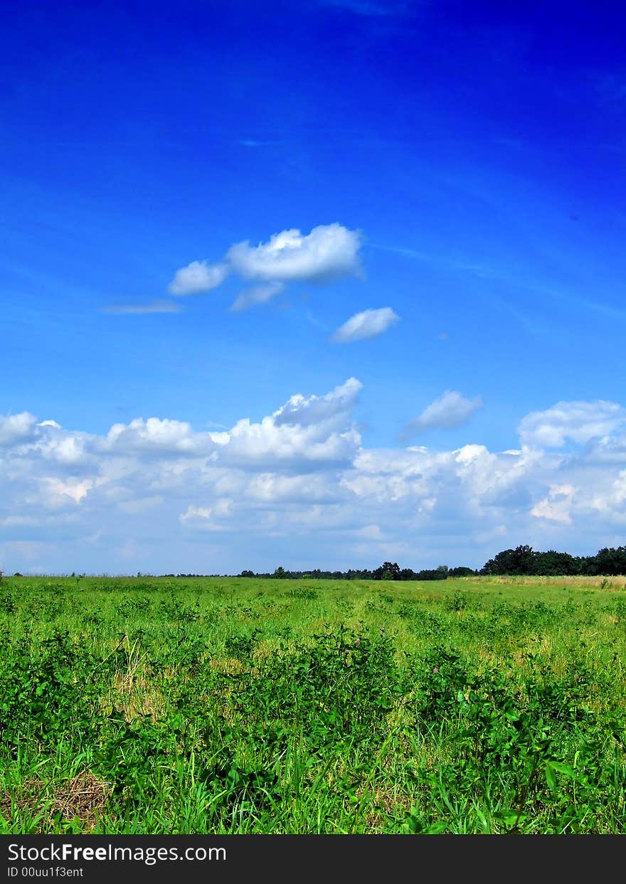 Green grass on blue sky