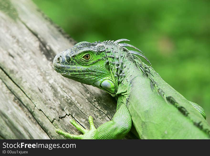 The lizard on the kraurotic wood. The lizard on the kraurotic wood