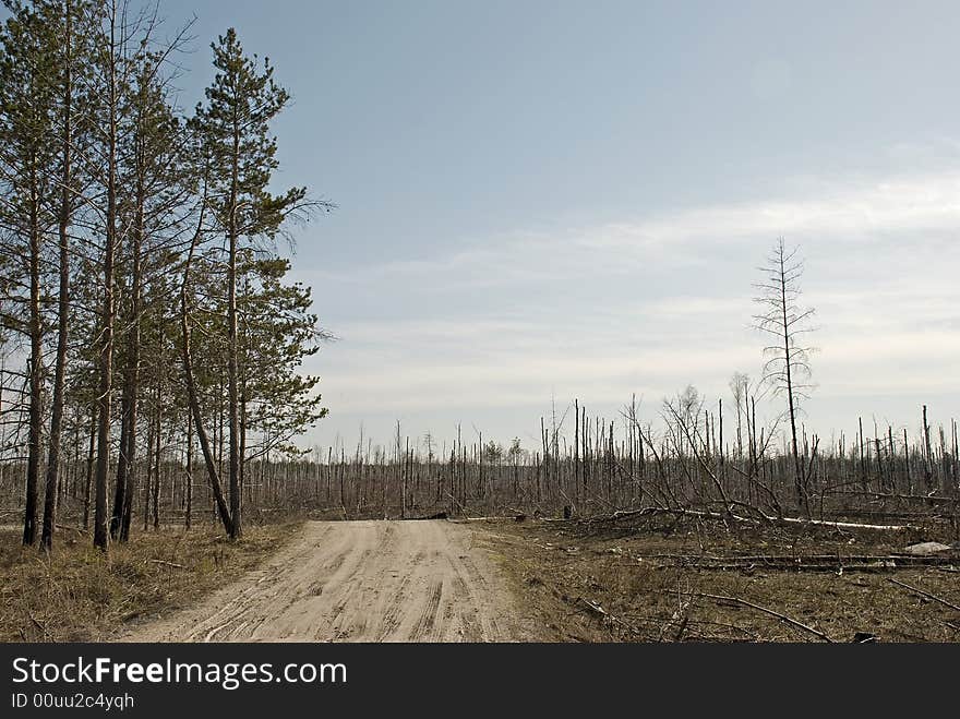 Land with many dead trees. Land with many dead trees...