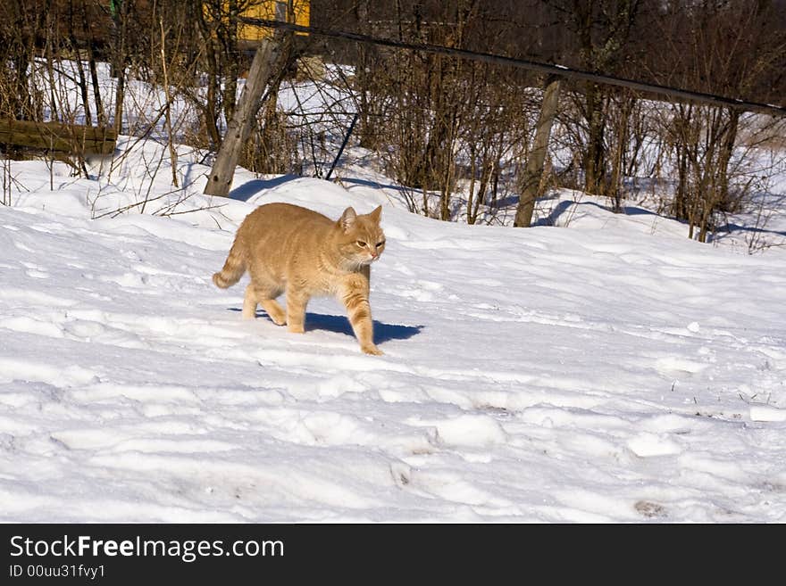 A red tabby cat is walking on the snow along the fence on a sunny winter day in the countryside. Background: hence, leafles bushes, yellow building (a bit)