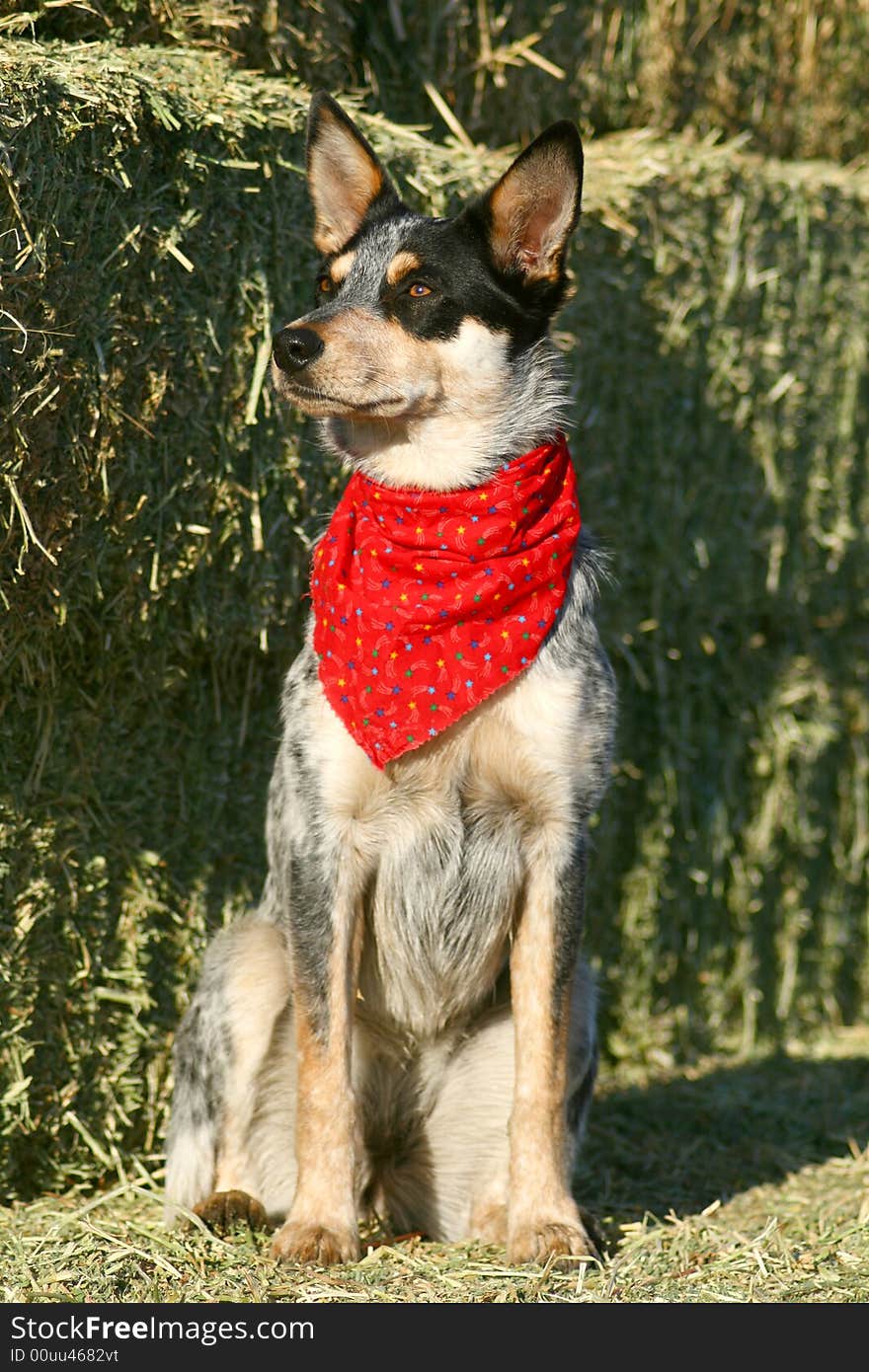 Blue Heeler puppy sporting a red bandanna on hay bales. Blue Heeler puppy sporting a red bandanna on hay bales