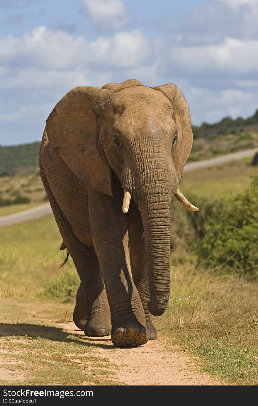 A Bull Elephant walks unflinching towards the photographer. A Bull Elephant walks unflinching towards the photographer