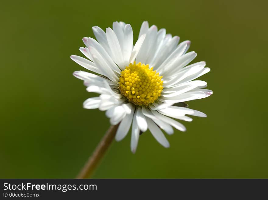 Detailed spring bloom daisy against background