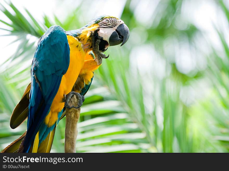 Medium shot photo of blue and yellow scarlet macaw