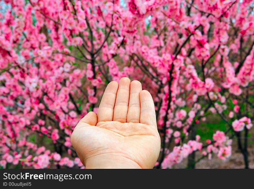 Blooming Cherry blossom in spring. Blooming Cherry blossom in spring