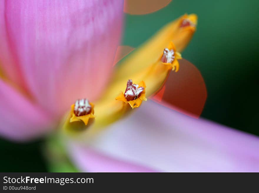 Macro banana flower