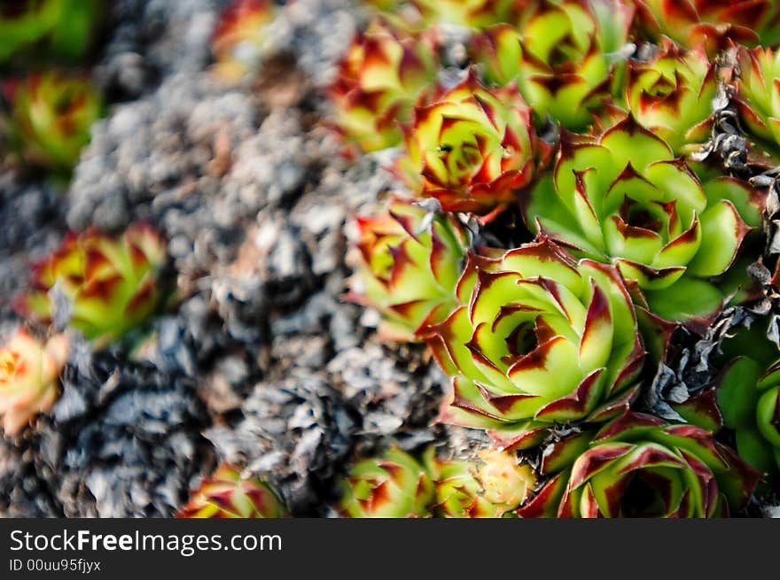 Houseleek during spring. A genus of succulent plant. Houseleek during spring. A genus of succulent plant.