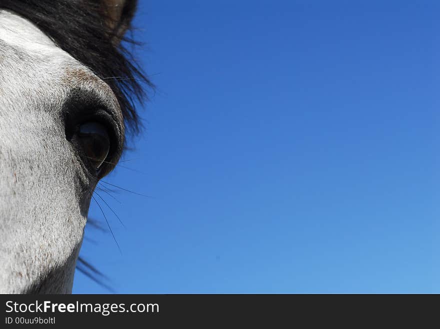 Partial face of horse, eye and jaw, against clear blue sky. Partial face of horse, eye and jaw, against clear blue sky.