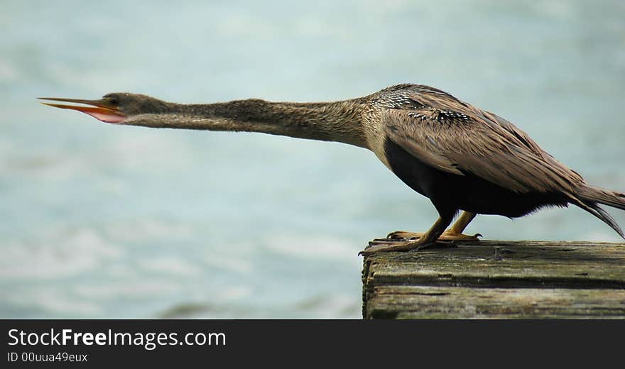 This is a snakebird or achinga in florida