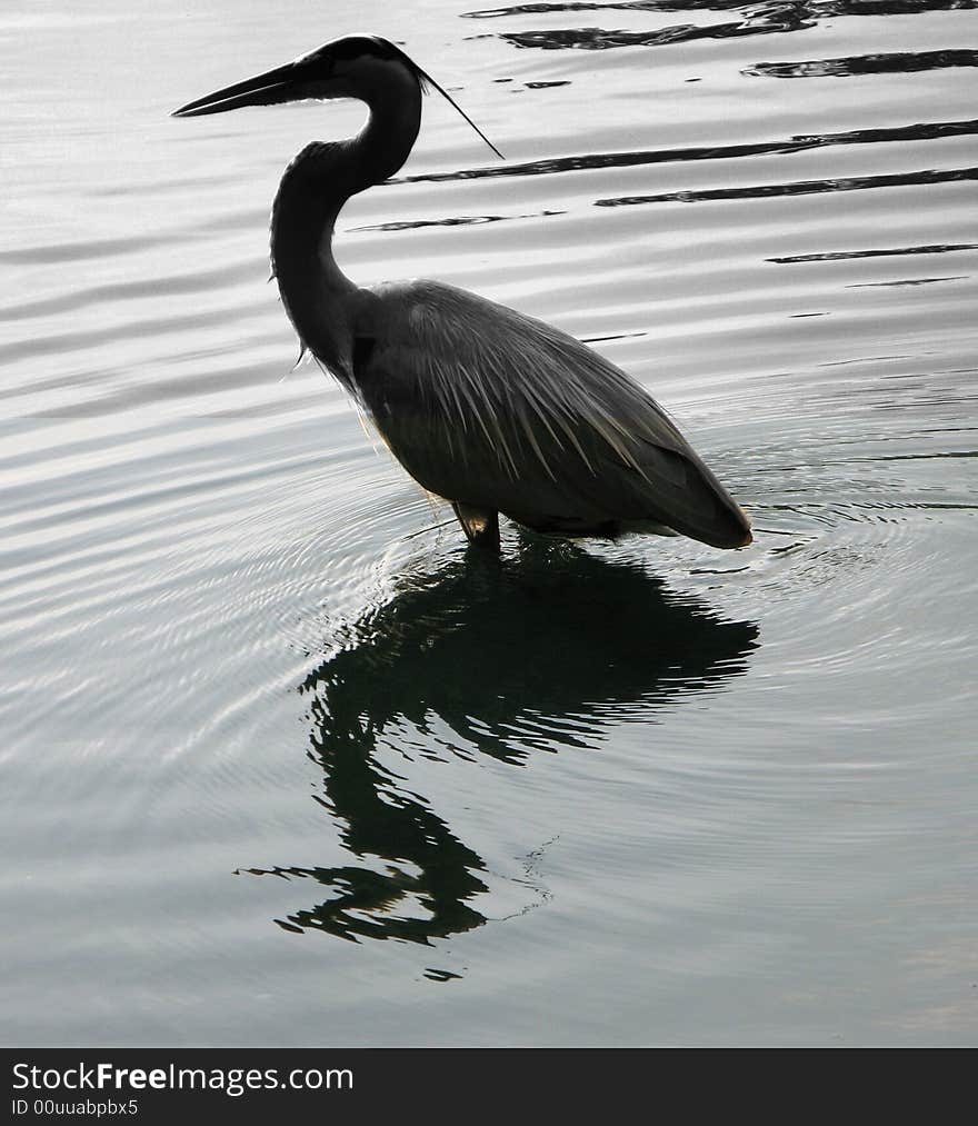 This is a lesser egret found in florida