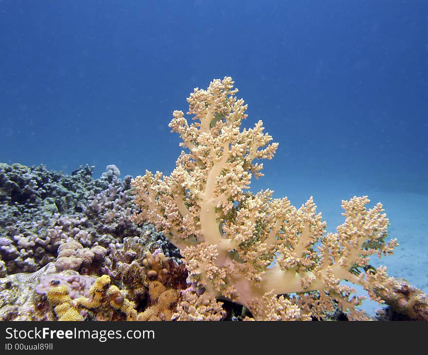 Coral Reef Scene