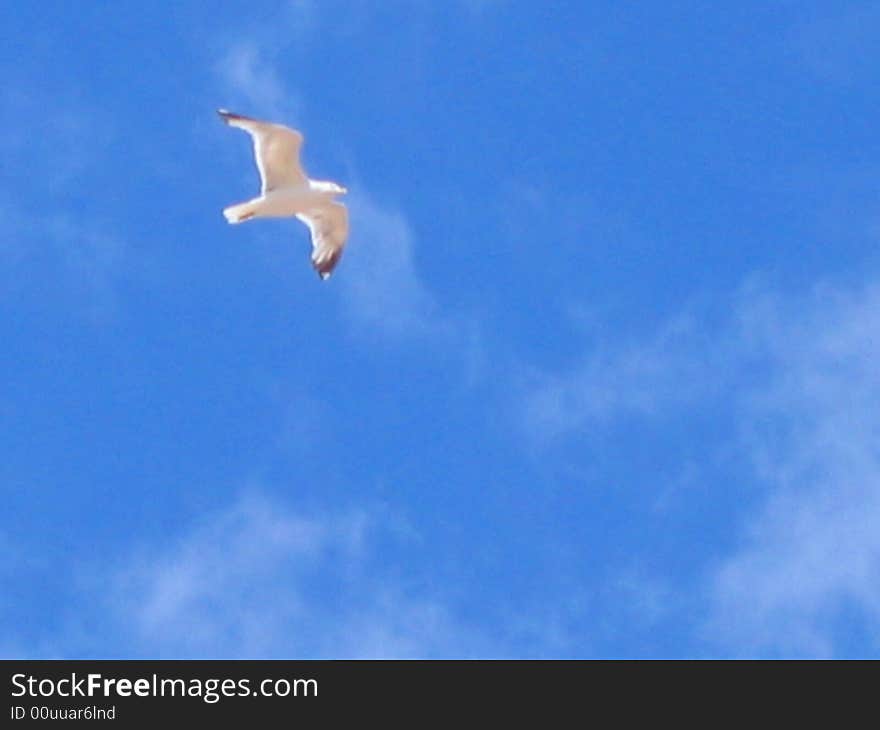 Seagull on the sky above Adriatic