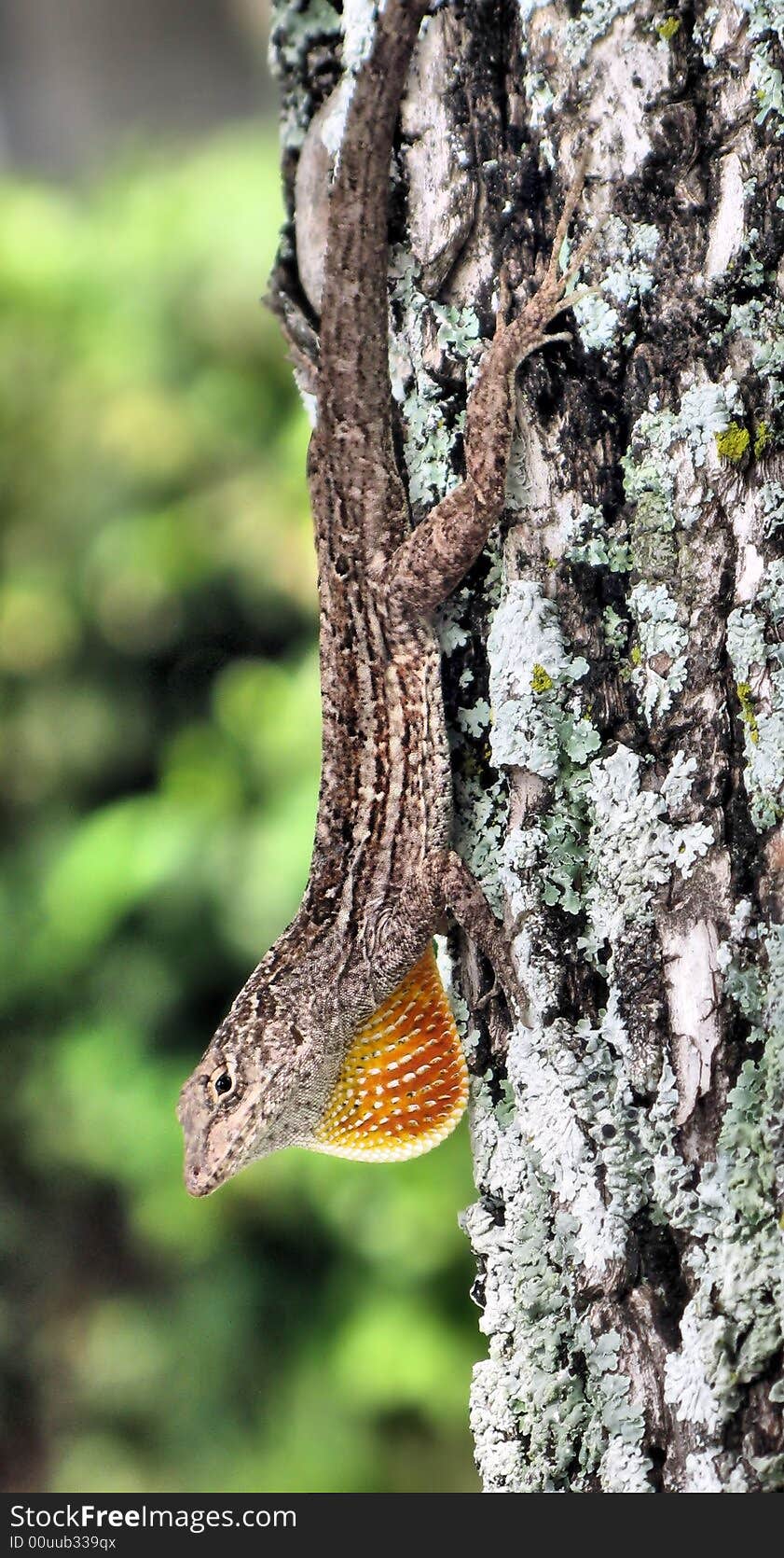 This is a anole or small lizard in florida