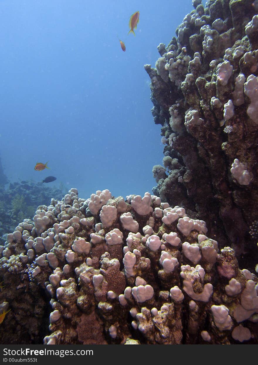 Coral reef scene with fish