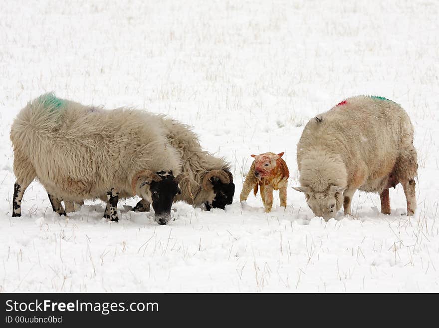 Sheep And Lamb In The Snow