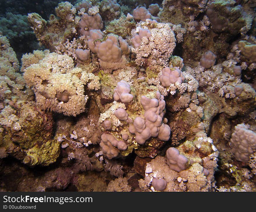 Corals Growing On Sea Bed