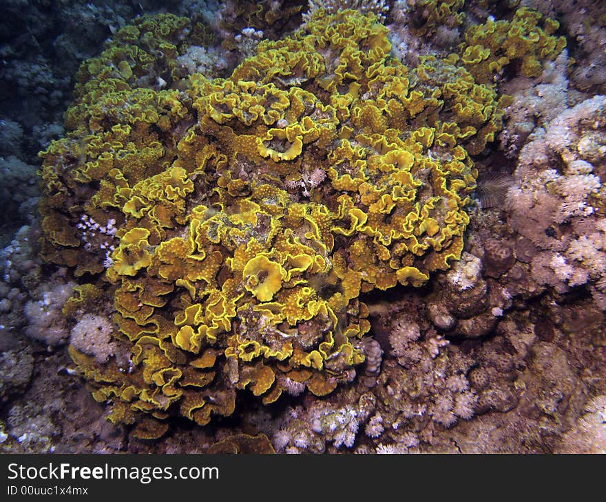 Corals growing on sea bed