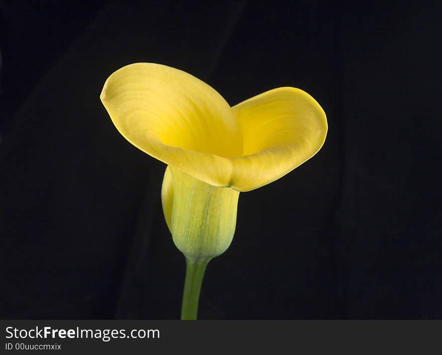 Yellow calla lily