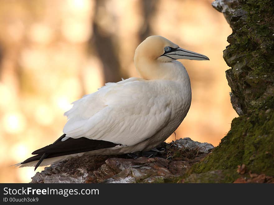 Gannet at Troup Head