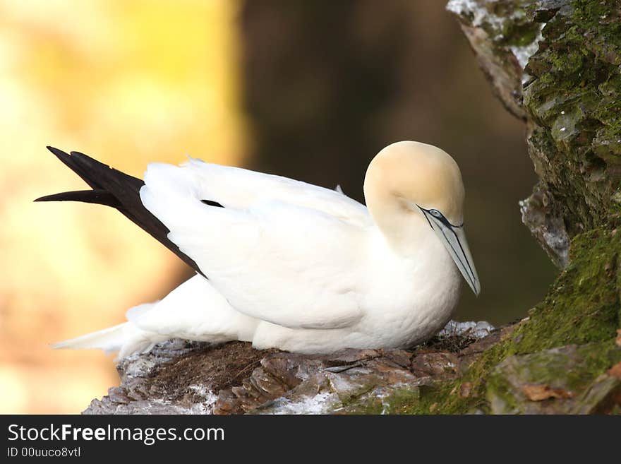 Gannet at Troup Head