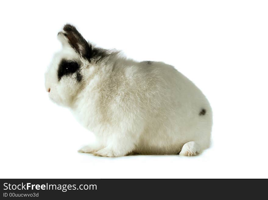 Small Rabbit