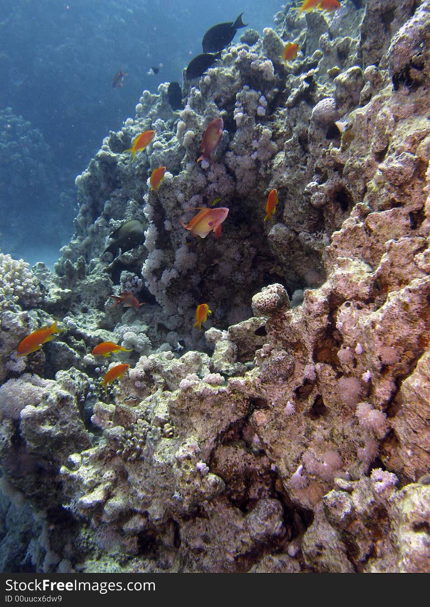 Coral reef scene with fish