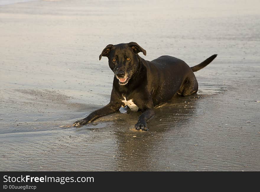 Dog laying in water at beach