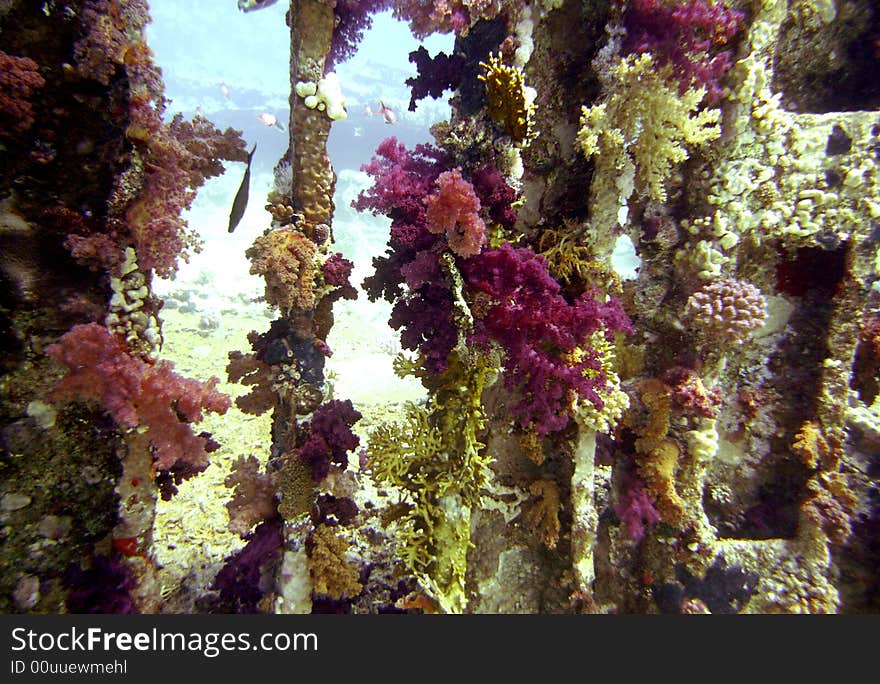 Corals growing on wreck