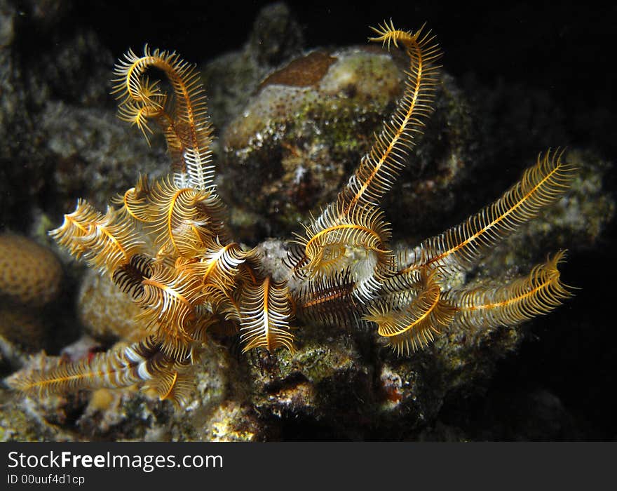 Crinoid on coral outcrop