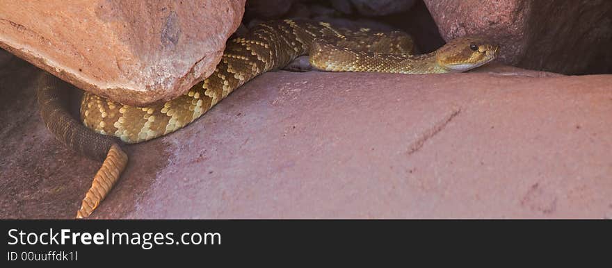 Rattlesnake under rock, in Sonoran Desert. Rattlesnake under rock, in Sonoran Desert.