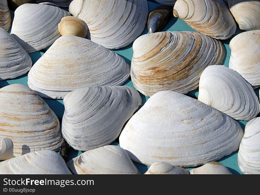 Seashell Background