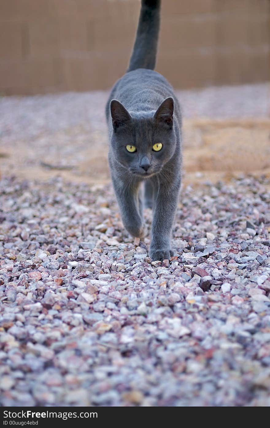 Focused cat with intensive eyes.