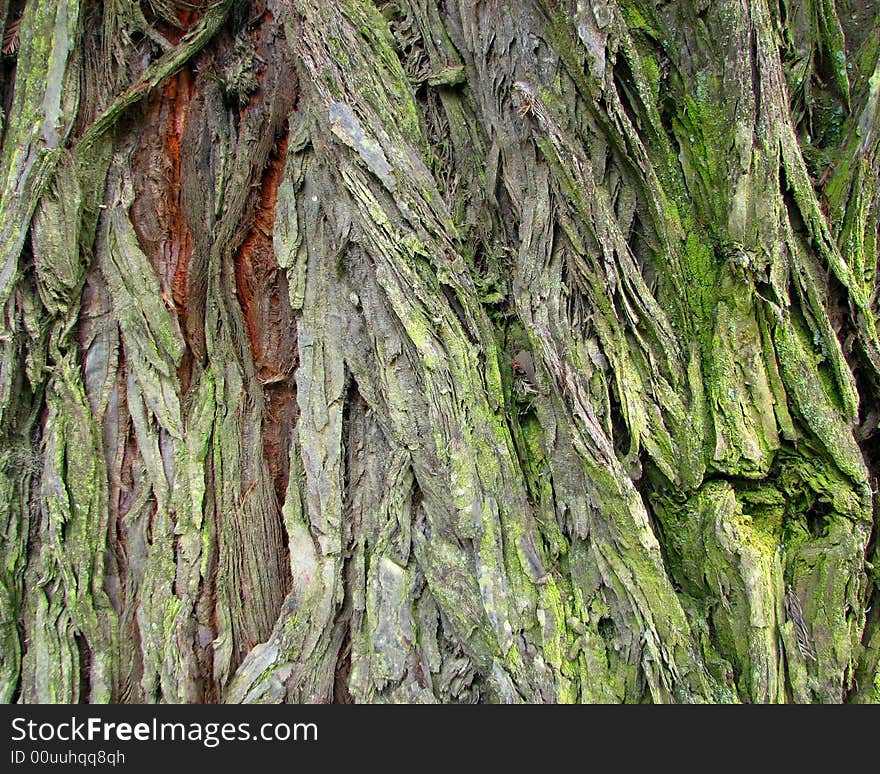 Close-up a bark texture