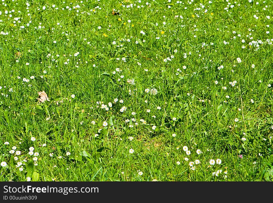 Green field in spring with daisies