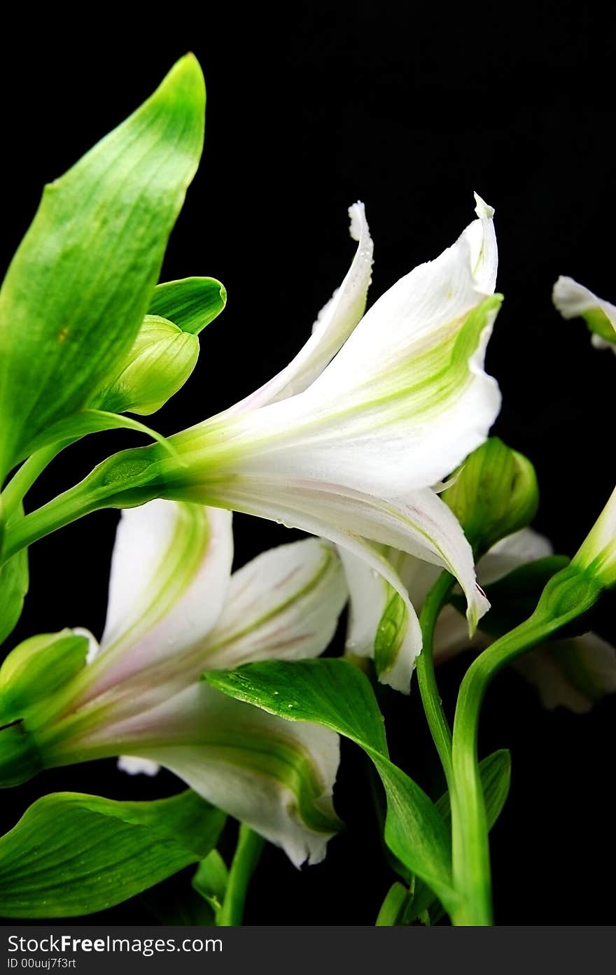 White amaryllis isolated on black