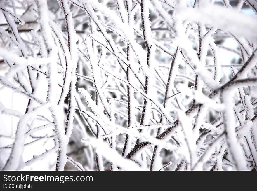 Snow on branches