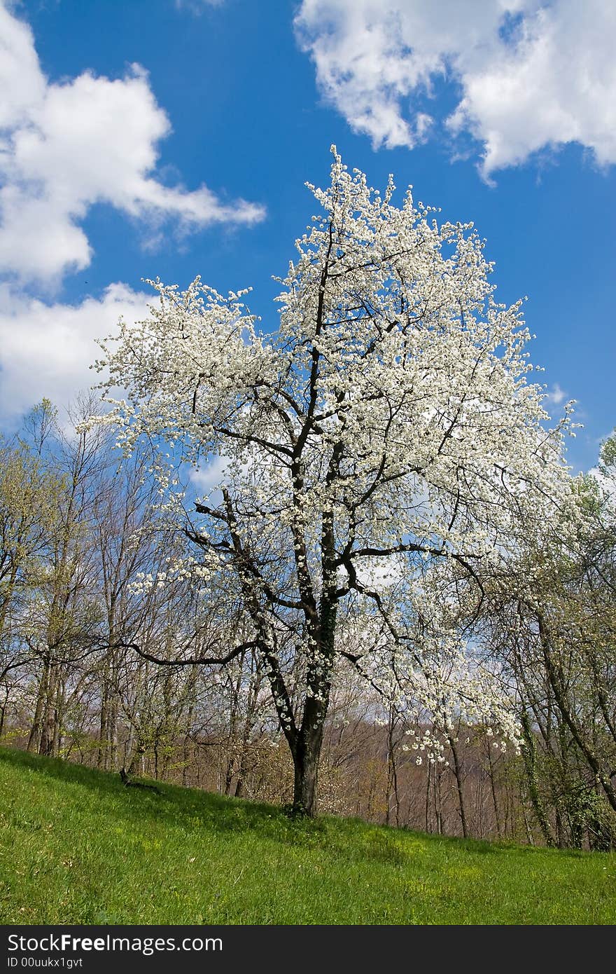 Single tree in the field full of blossoms