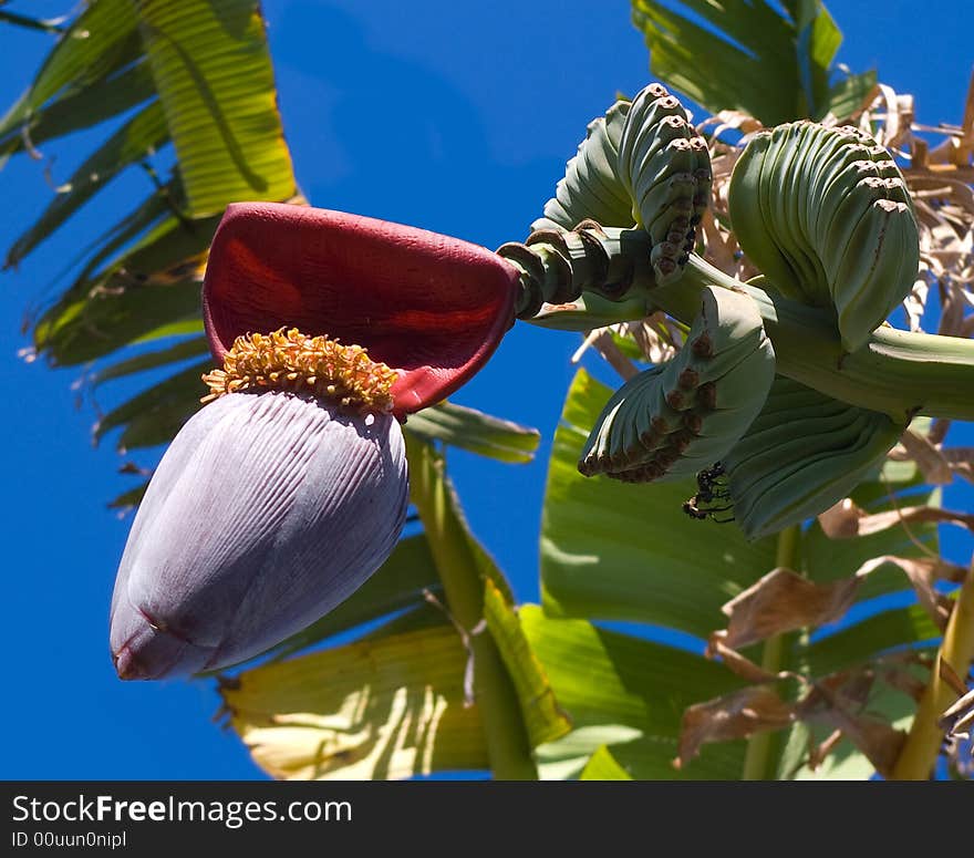 Tropical Fruit