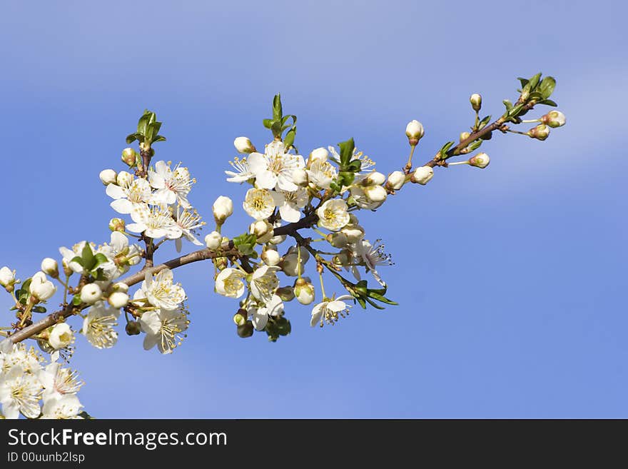 Spring Blooming Tree Branch Detail. Spring Blooming Tree Branch Detail