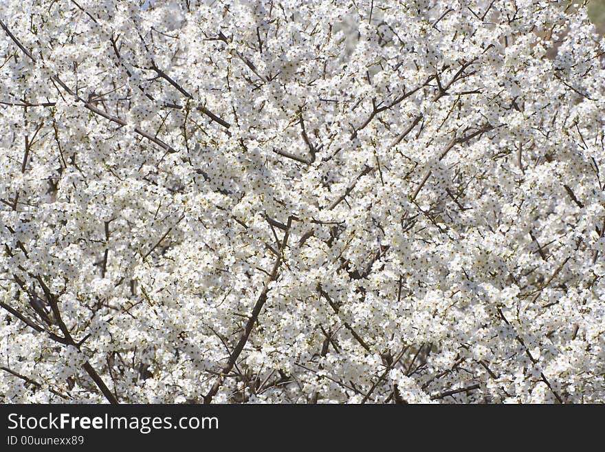 Little White Blooms Background