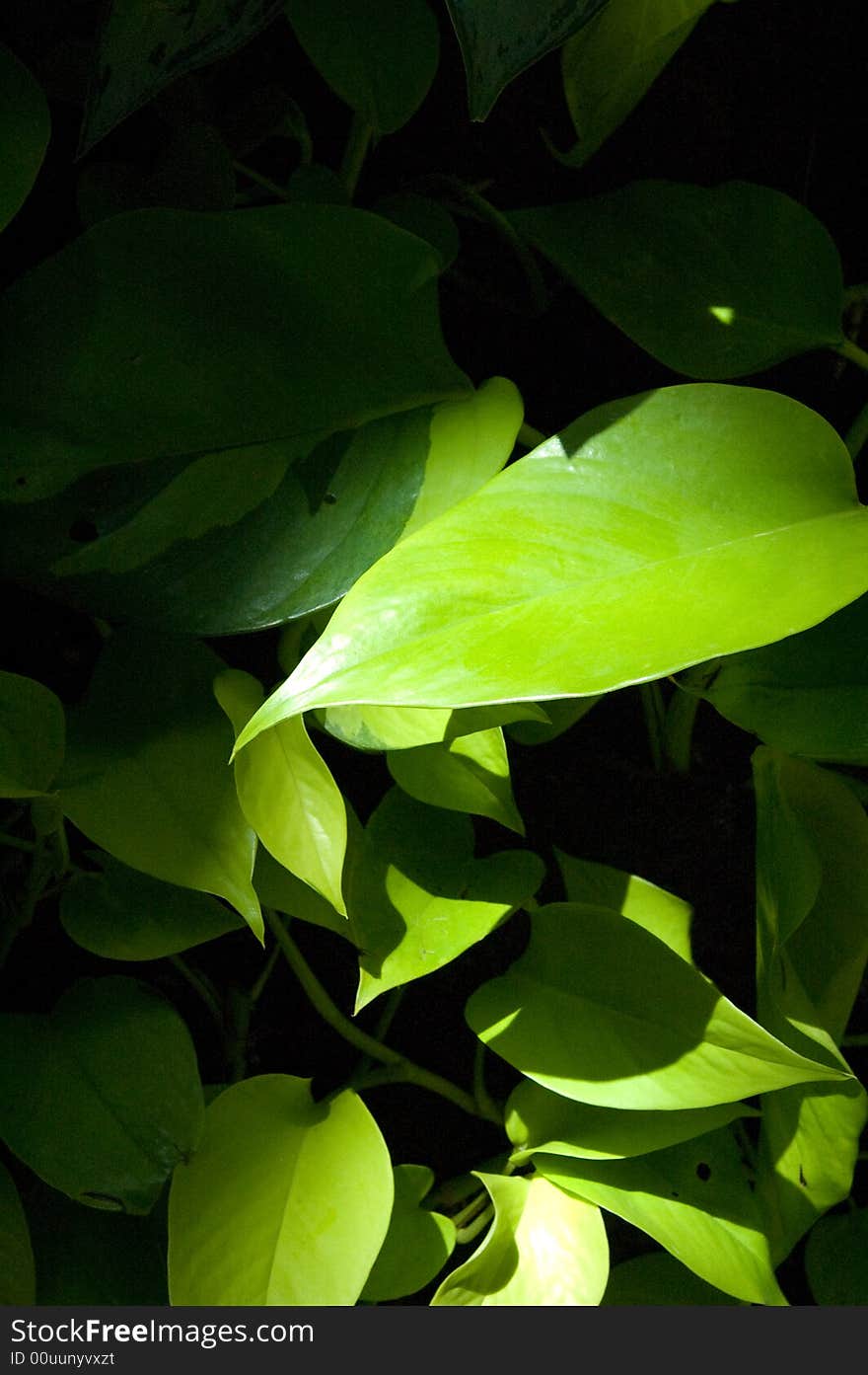 Green leaves of apartment plants. Shot taken within a museum with light coming from the glass ceiling.