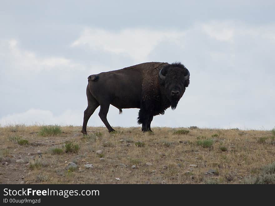 A buffalo looking back at the camera. A buffalo looking back at the camera.